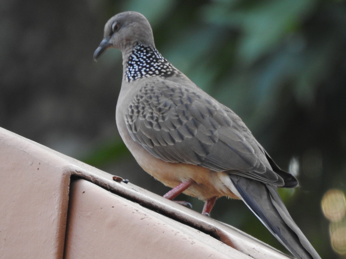 Spotted Dove - ML615131754