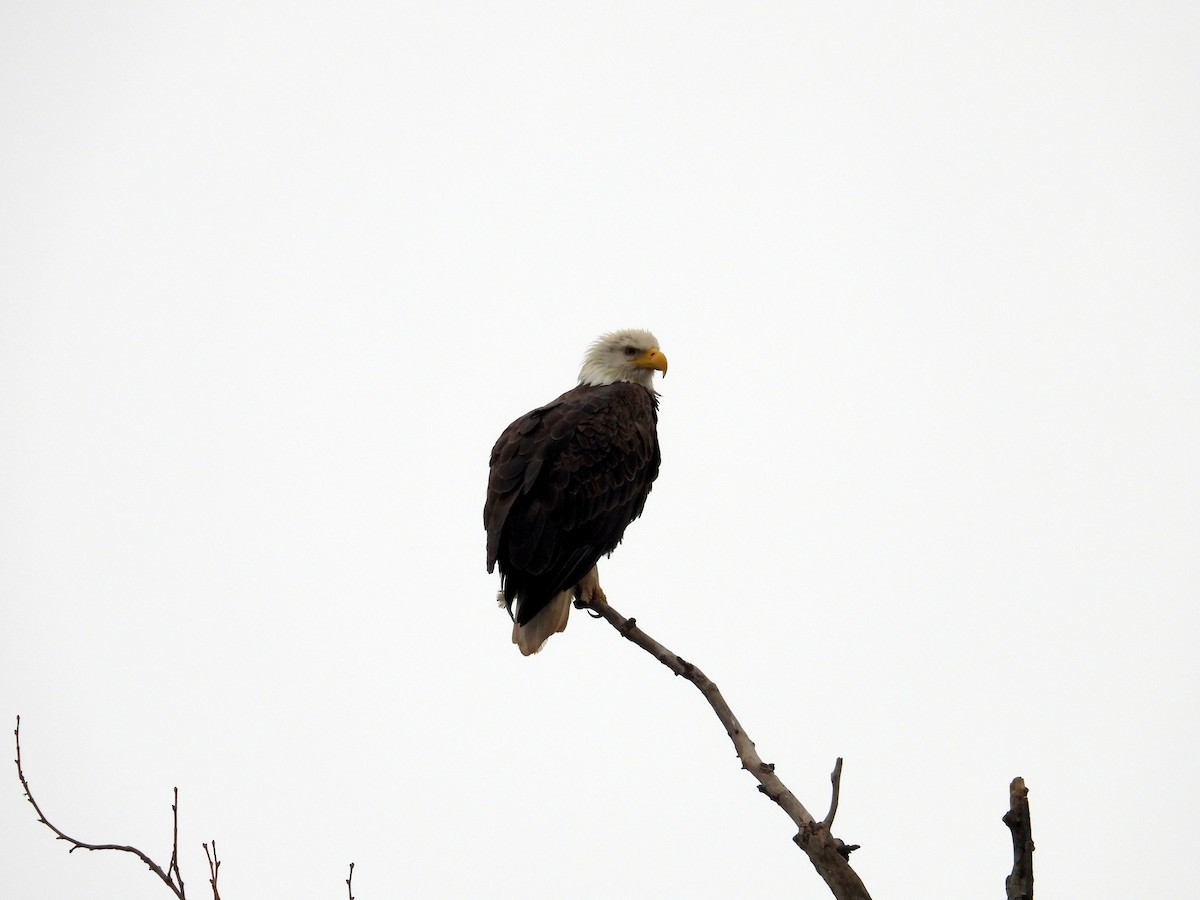 Bald Eagle - ML615131802