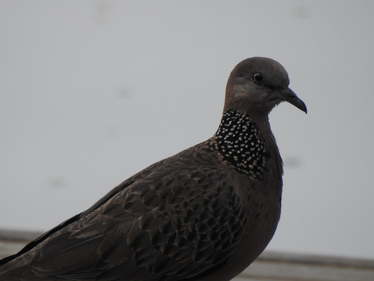Spotted Dove - ML615131812