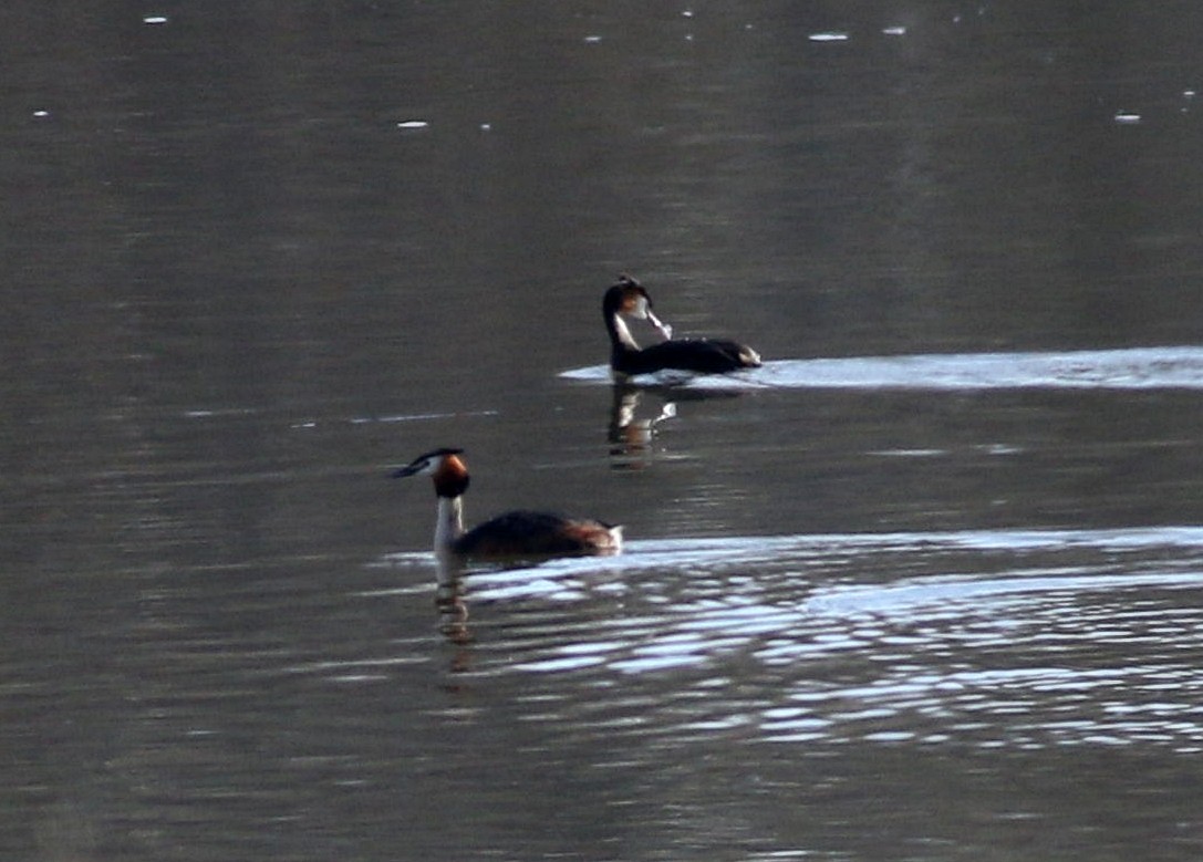 Great Crested Grebe - ML615131852