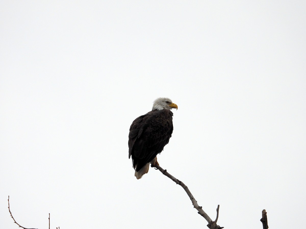 Bald Eagle - ML615131864