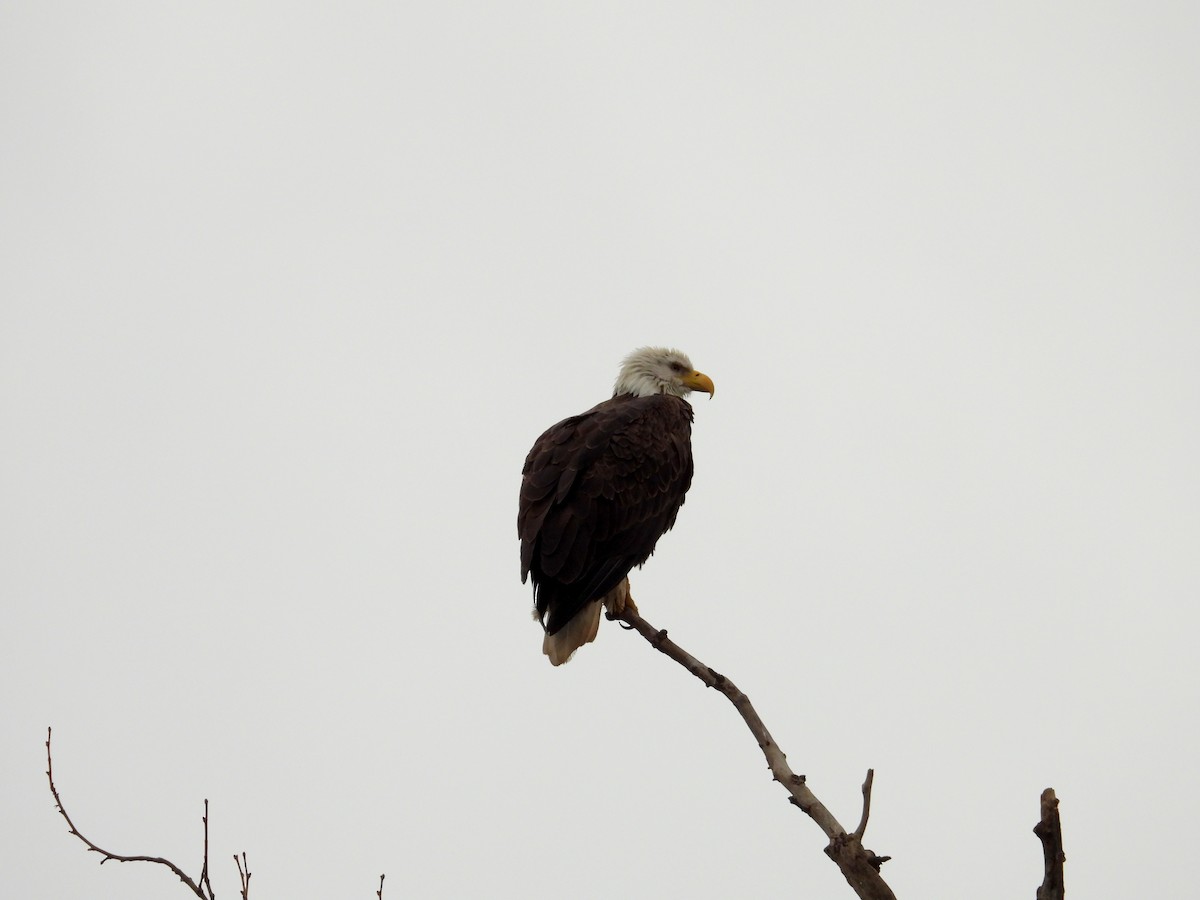 Bald Eagle - ML615131866