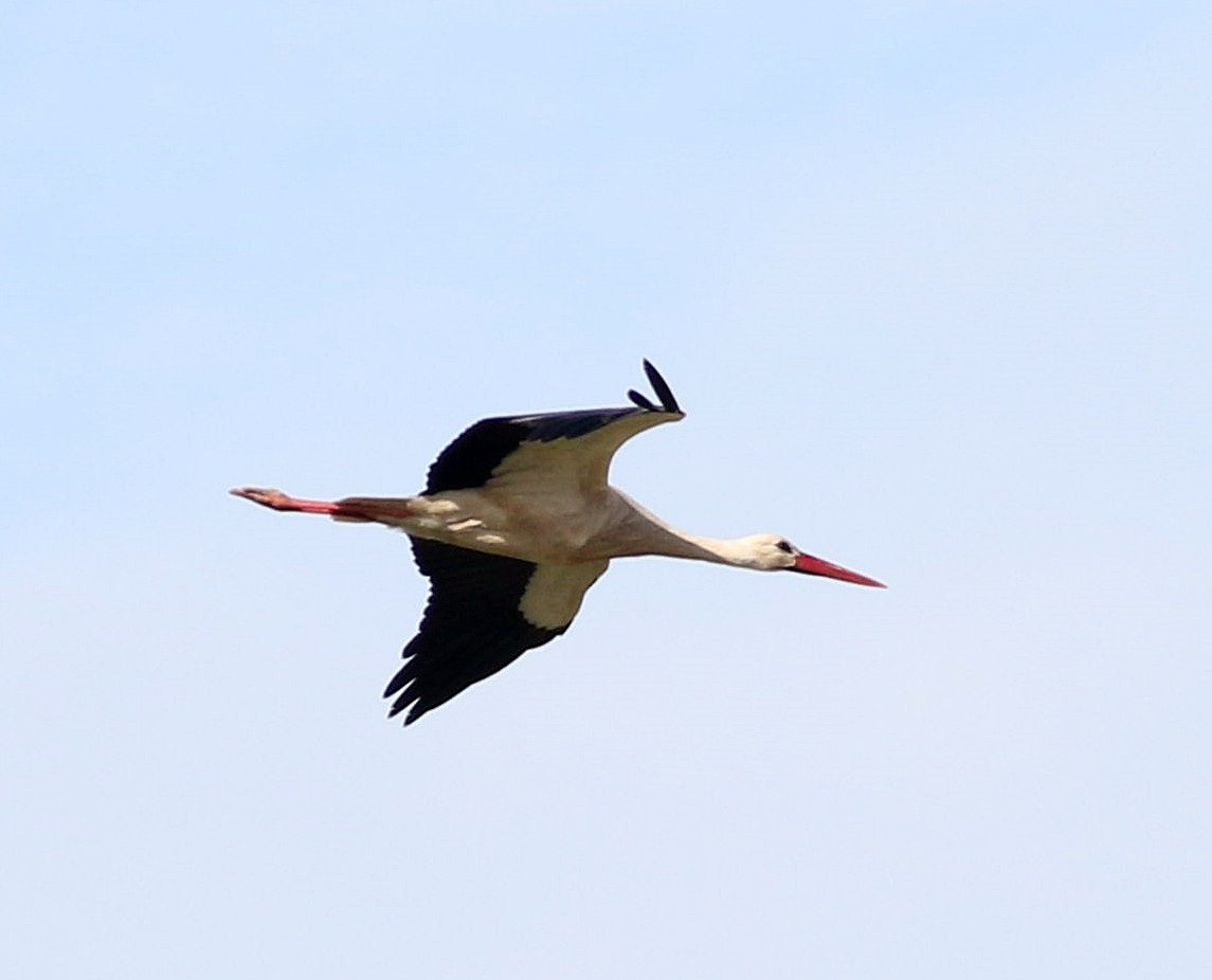 White Stork - ML615131887