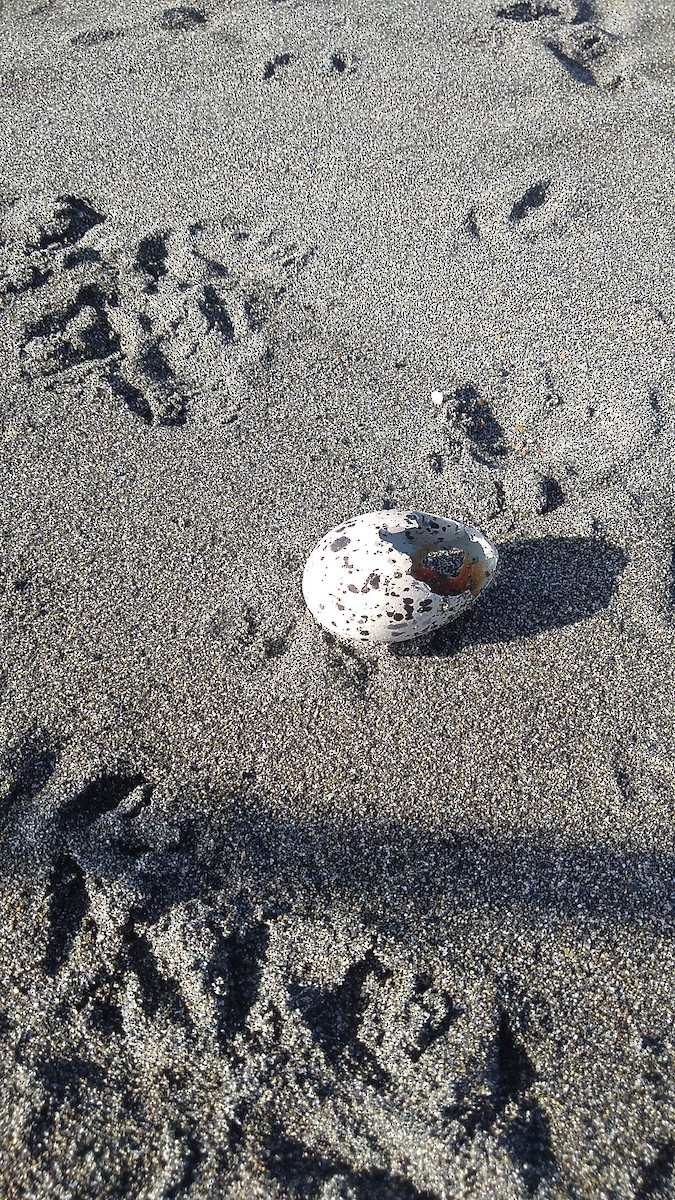 American Oystercatcher - ML615131906