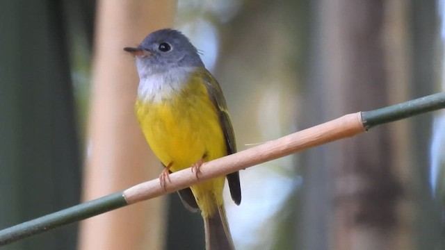 Gray-headed Canary-Flycatcher - ML615131928