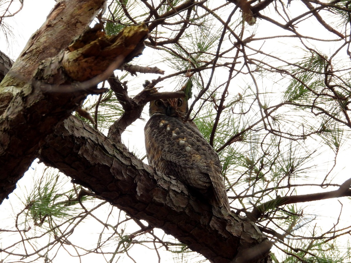Great Horned Owl - ML615132070