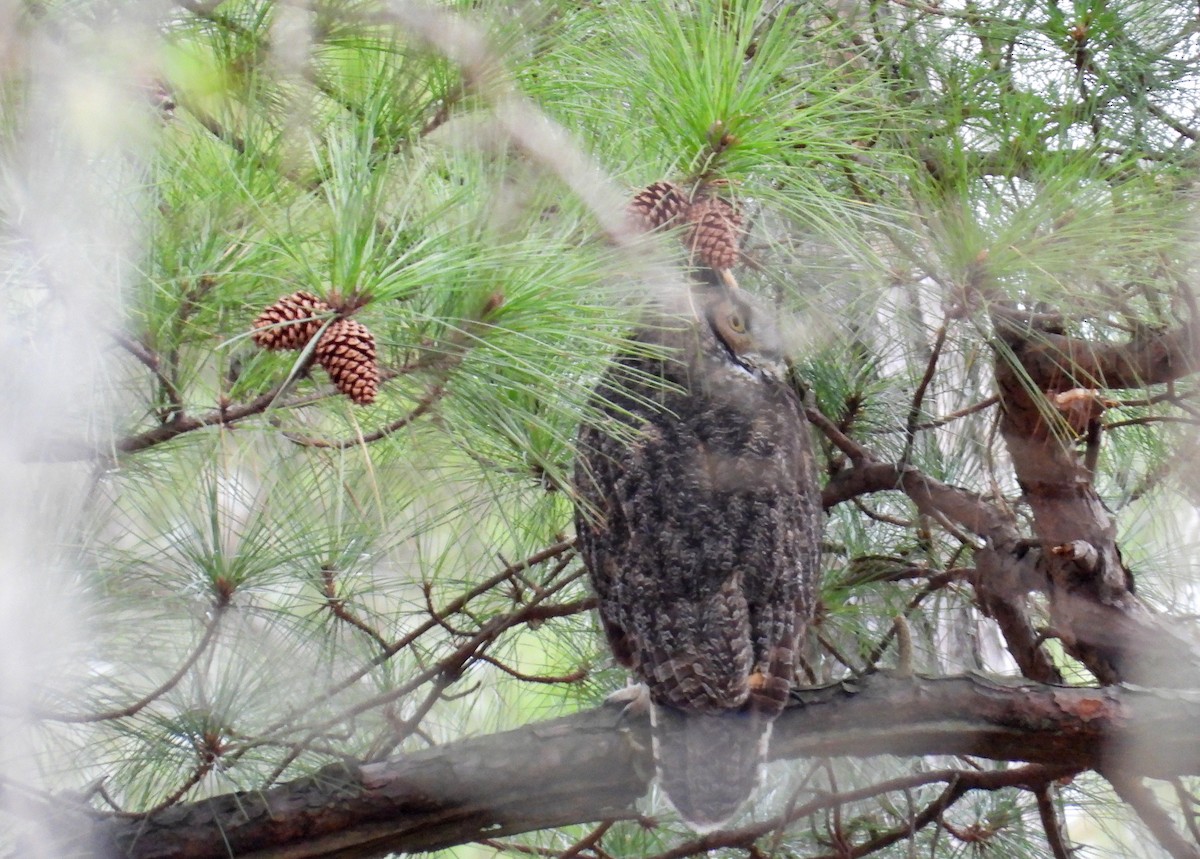 Great Horned Owl - ML615132128