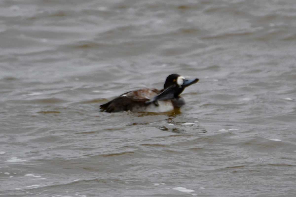Greater Scaup - ML615132151