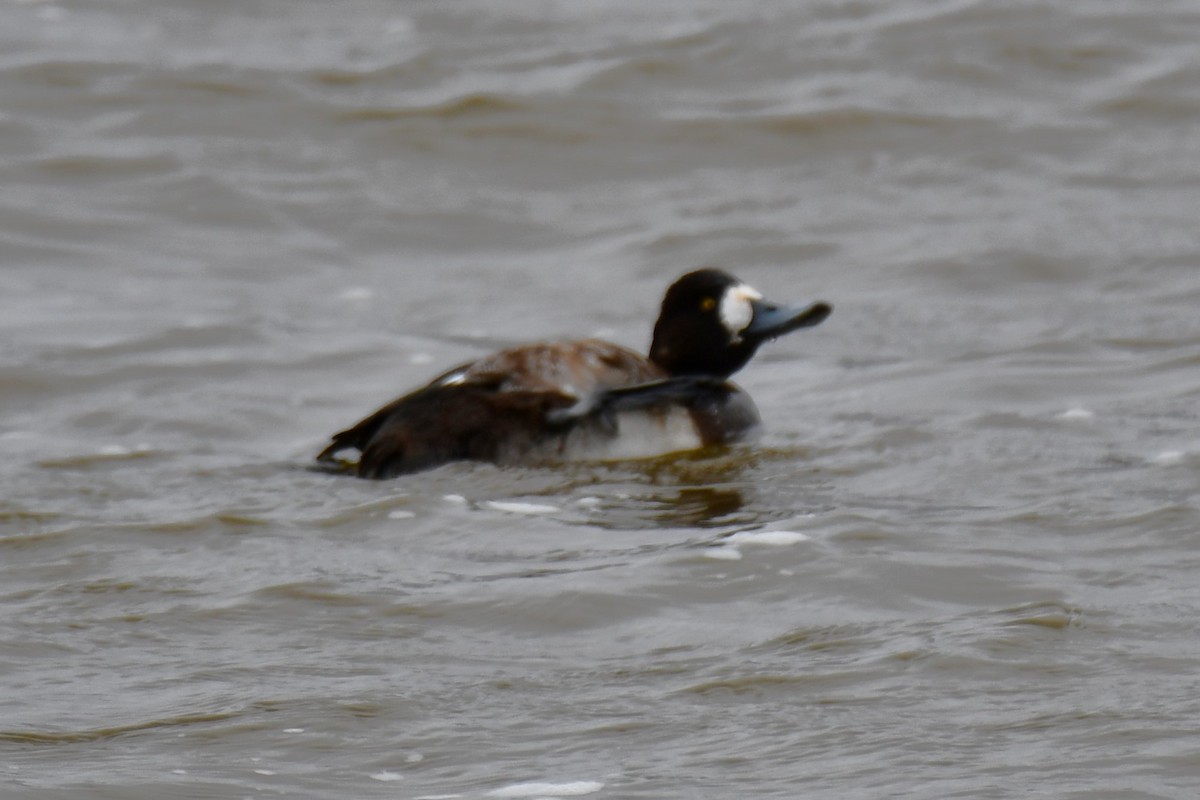 Greater Scaup - ML615132153