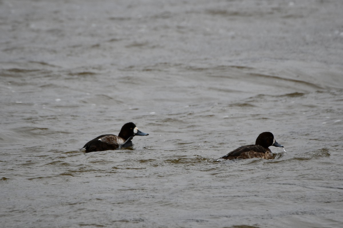 Greater Scaup - ML615132154