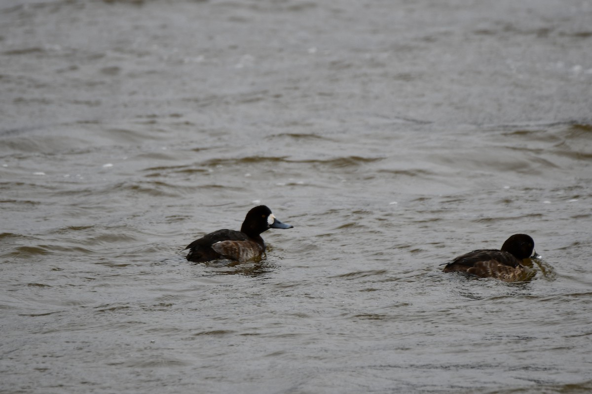 Greater Scaup - ML615132156