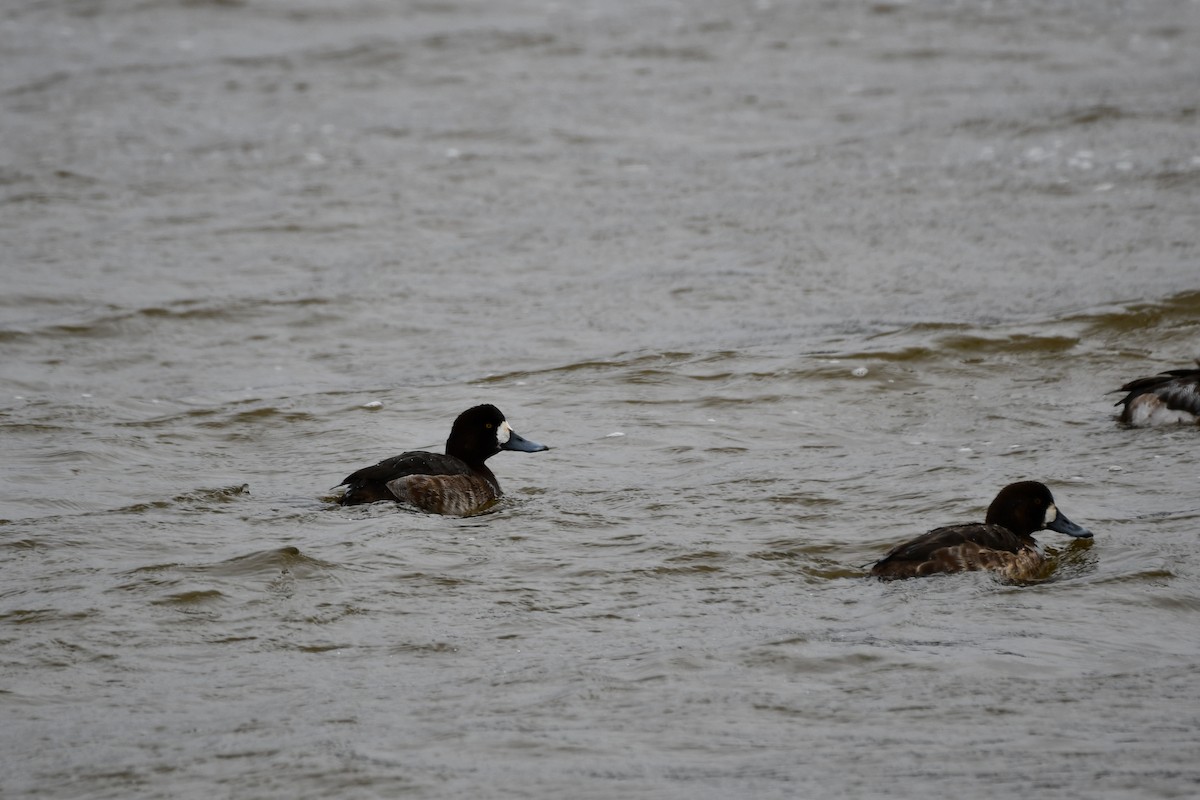Greater Scaup - ML615132157