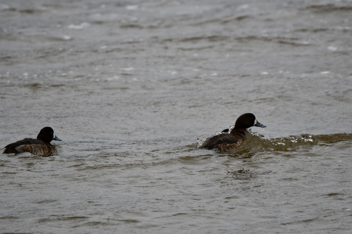 Greater Scaup - ML615132158
