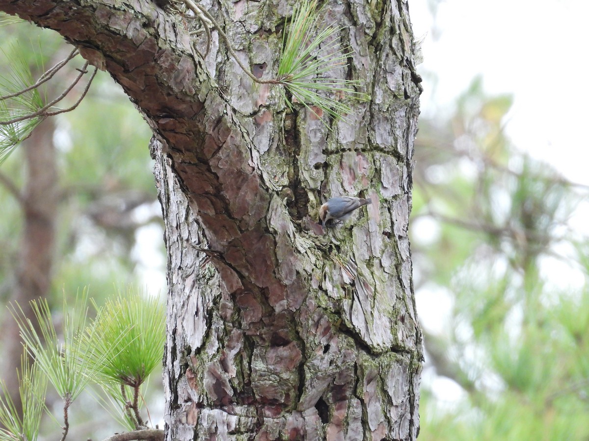 Brown-headed Nuthatch - ML615132185