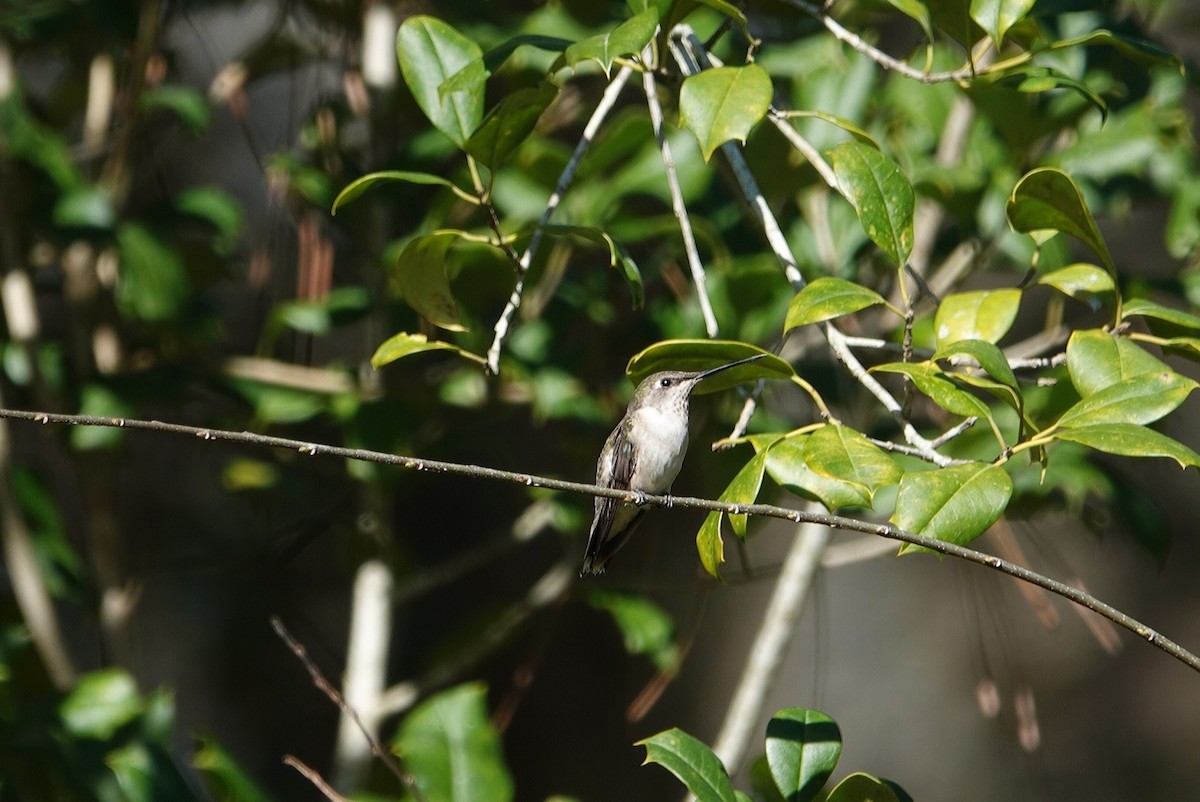 Ruby-throated Hummingbird - ML615132227