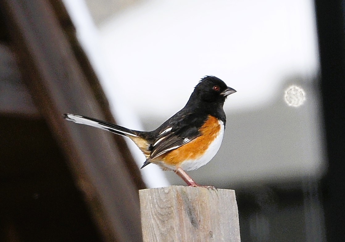 Eastern Towhee - ML615132236