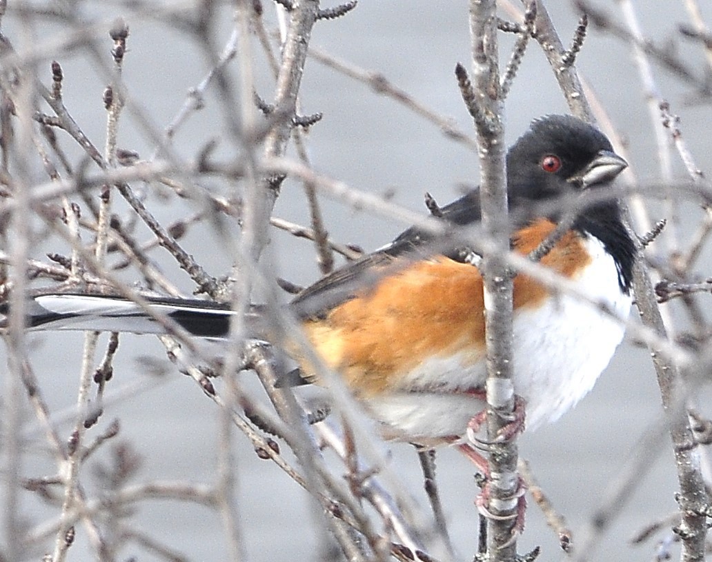 Eastern Towhee - ML615132237