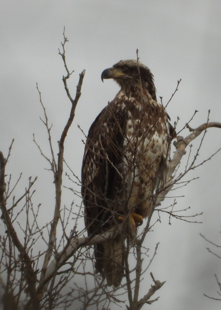 Bald Eagle - Maggie Silverman