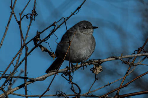 Northern Mockingbird - ML615132277