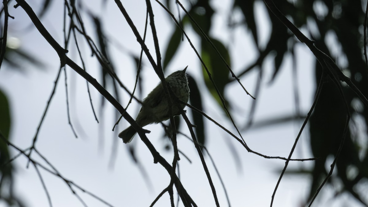 Brown Thornbill - ML615132359