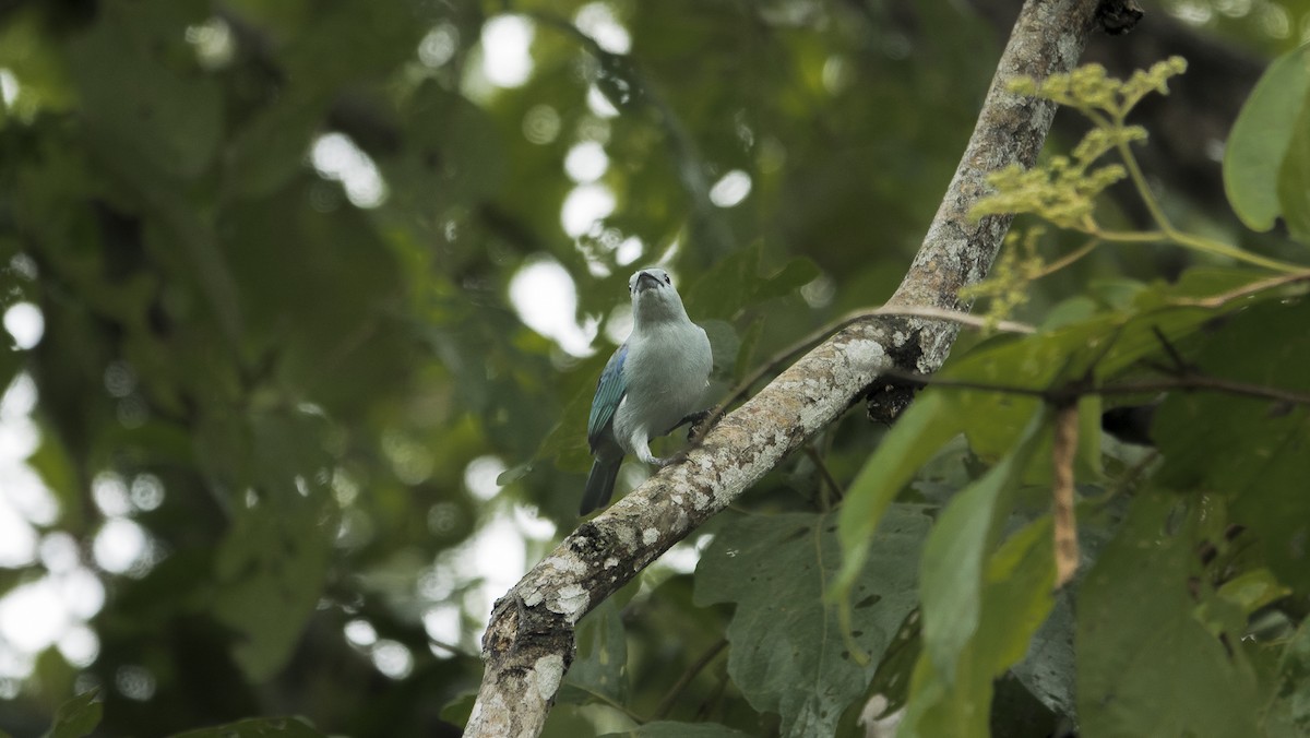 Blue-gray Tanager - ML615132373