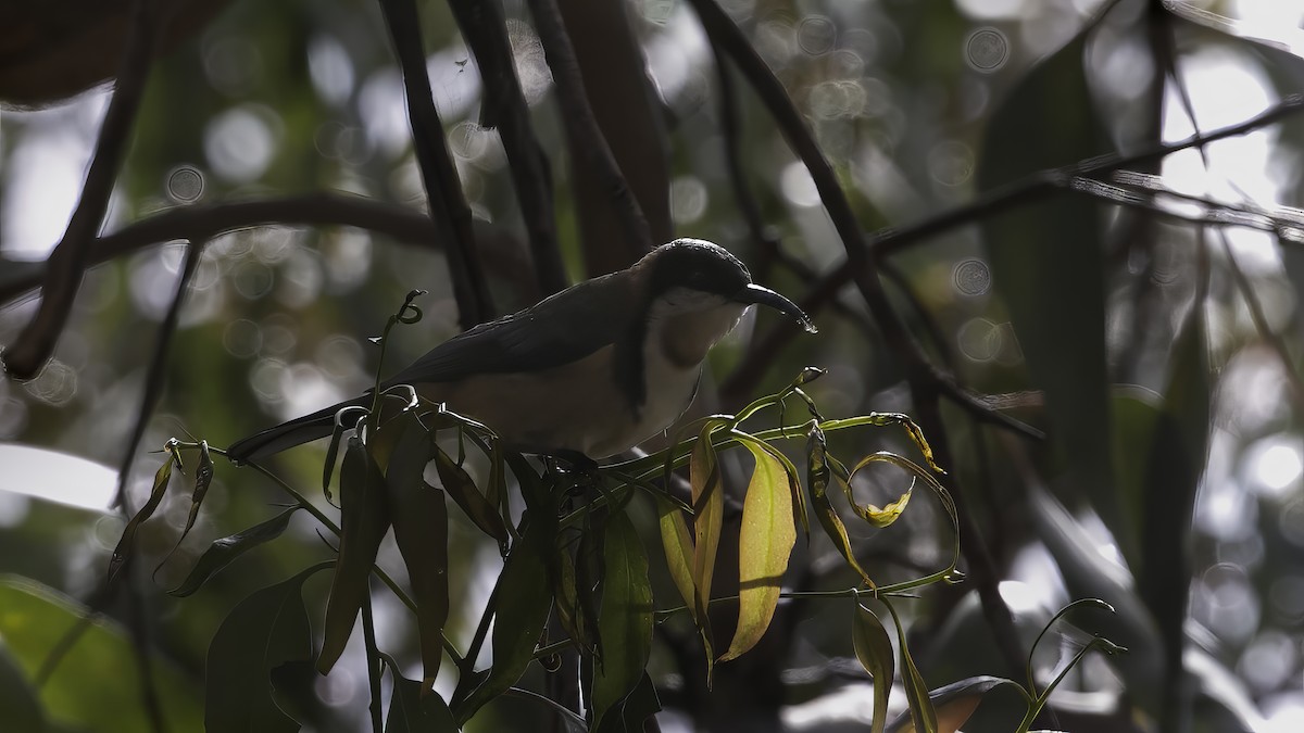 Eastern Spinebill - ML615132410