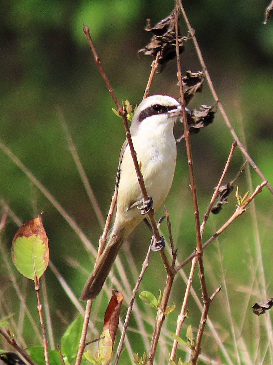 Brown Shrike - ML615132419