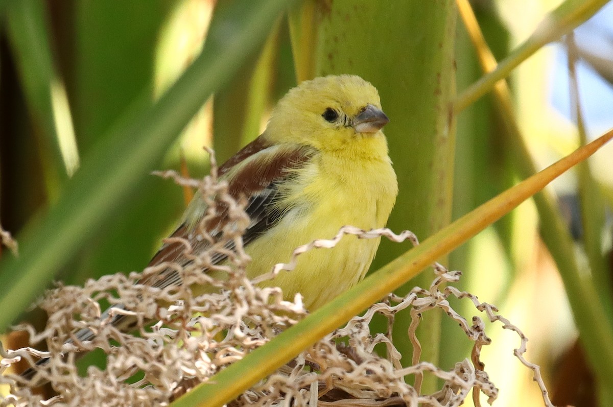 Sudan Golden Sparrow - Mauro Bailo