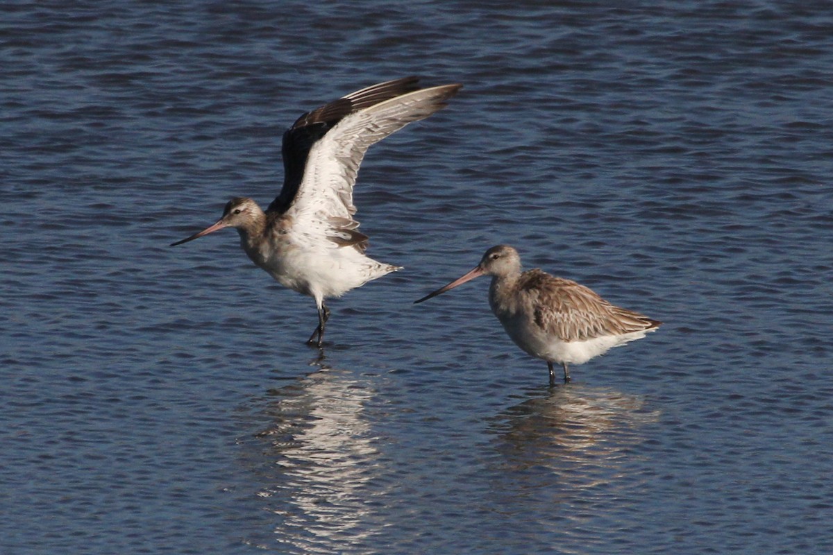 Bar-tailed Godwit (European) - ML615132460