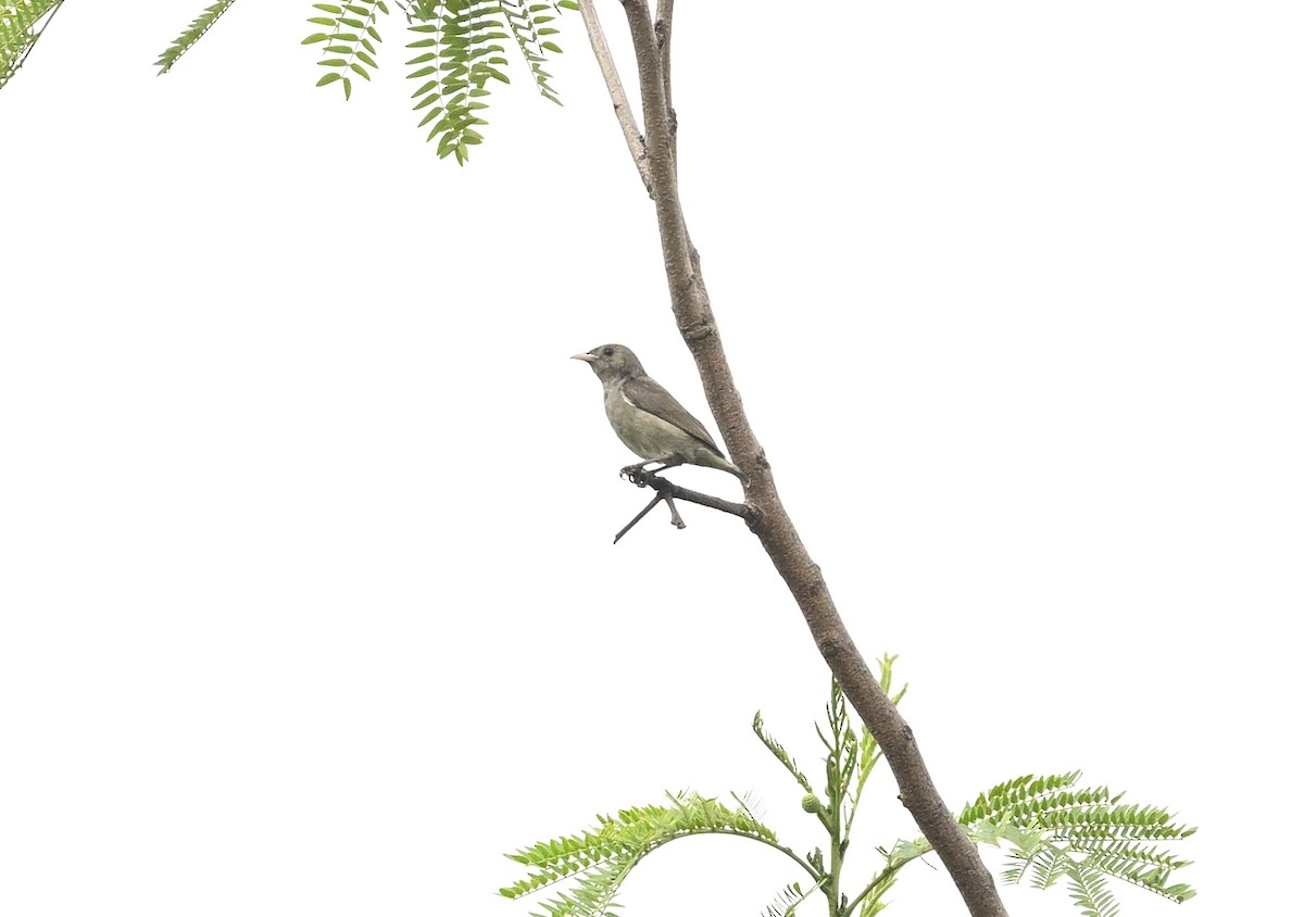 Pale-billed Flowerpecker - ML615132466