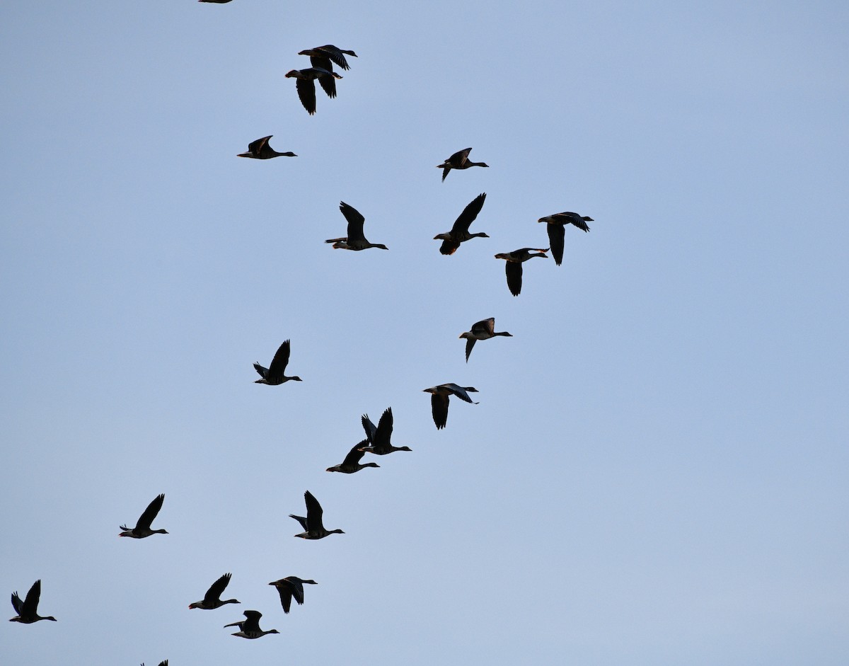 Greater White-fronted Goose - ML615132500