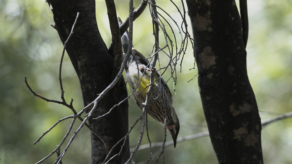 Red Wattlebird - ML615132502