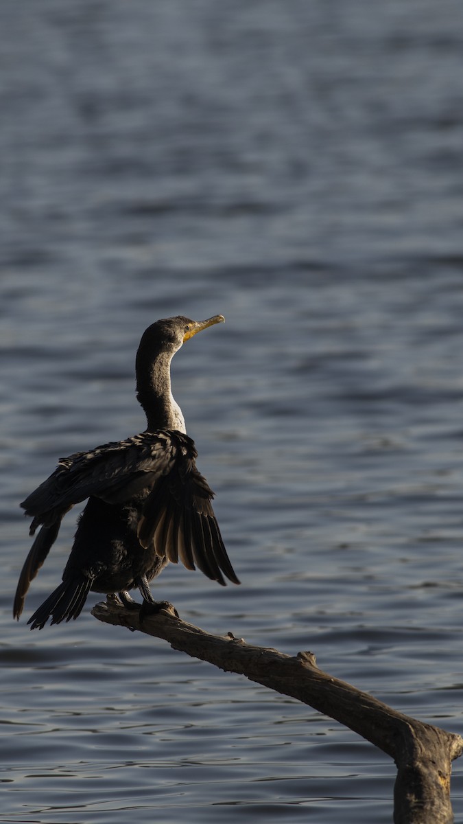 Double-crested Cormorant - ML615132509