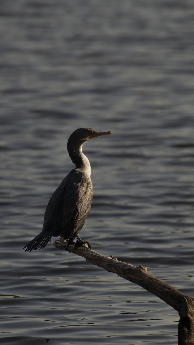 Double-crested Cormorant - ML615132510