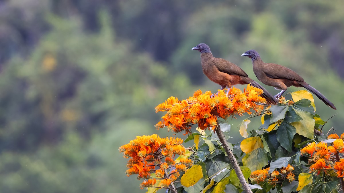 Rufous-vented Chachalaca - ML615132511