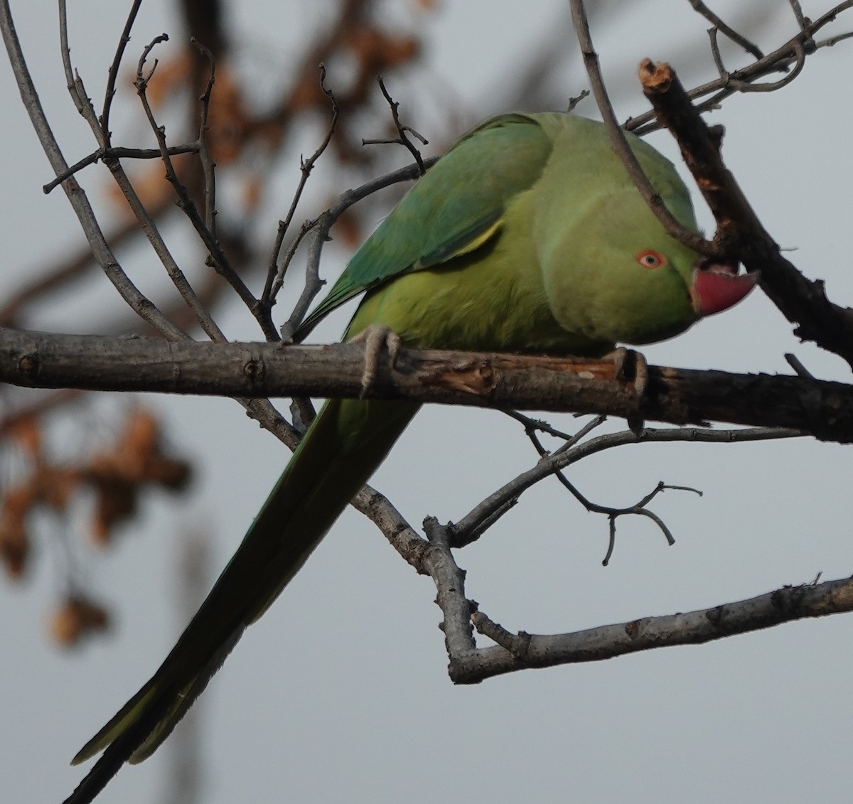 Rose-ringed Parakeet - ML615132548