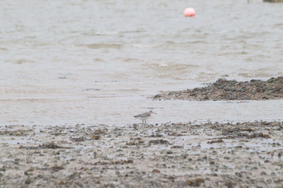 Bar-tailed Godwit - ML615132577