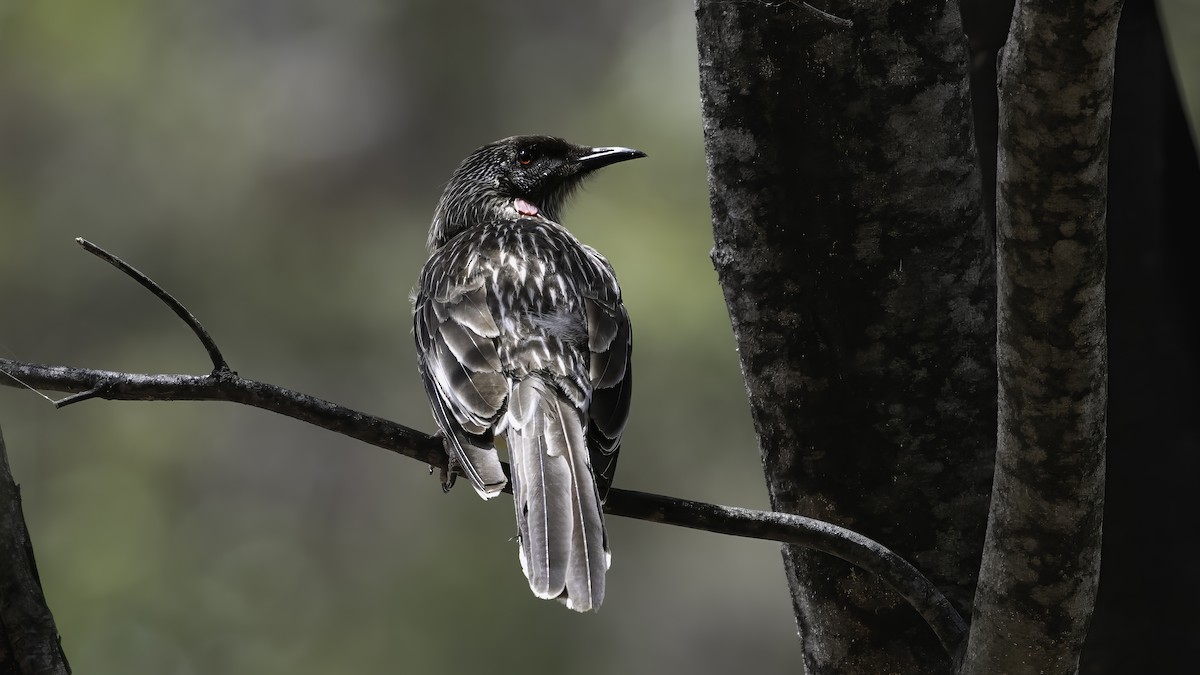 Red Wattlebird - ML615132602