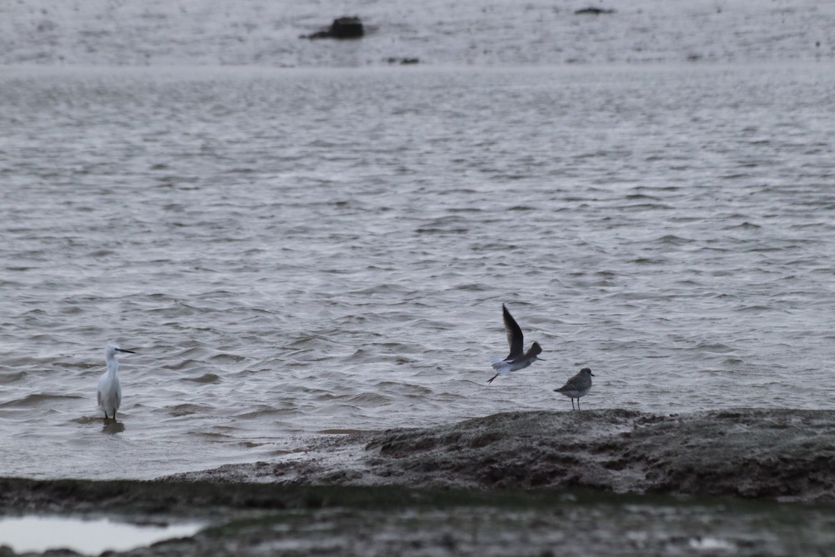 Common Greenshank - ML615132620