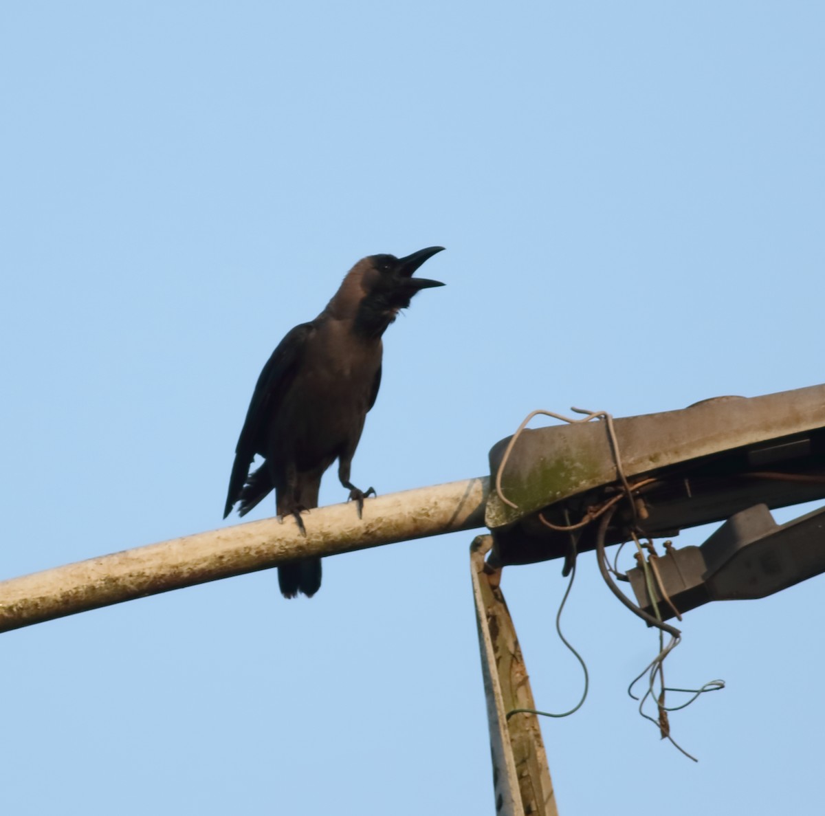 House Crow - ML615132748