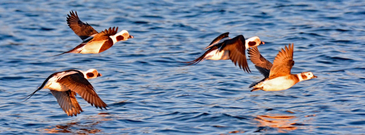 Long-tailed Duck - ML615132751