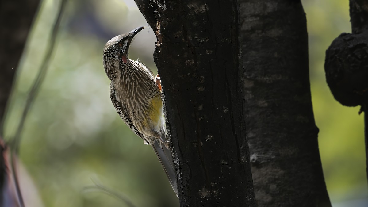 Red Wattlebird - Markus Craig