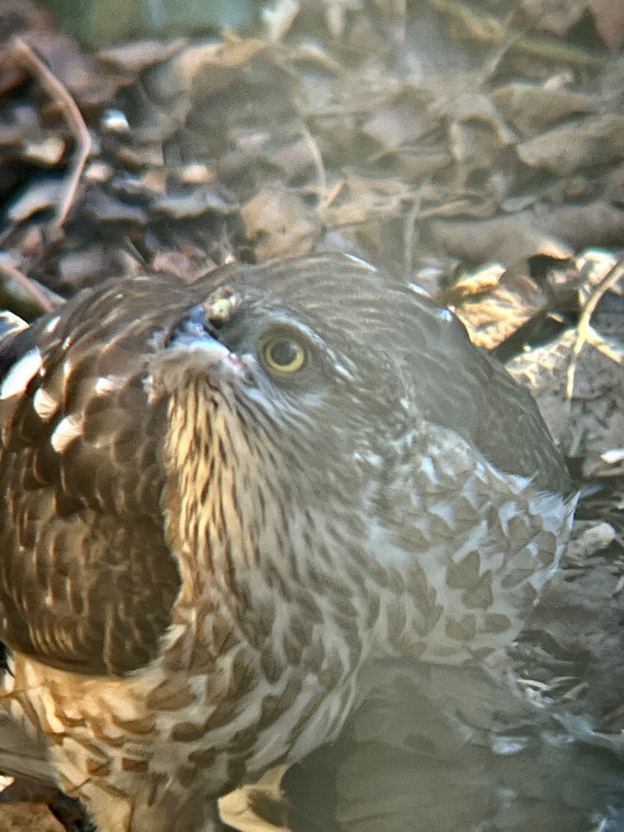 Sharp-shinned Hawk - ML615132783