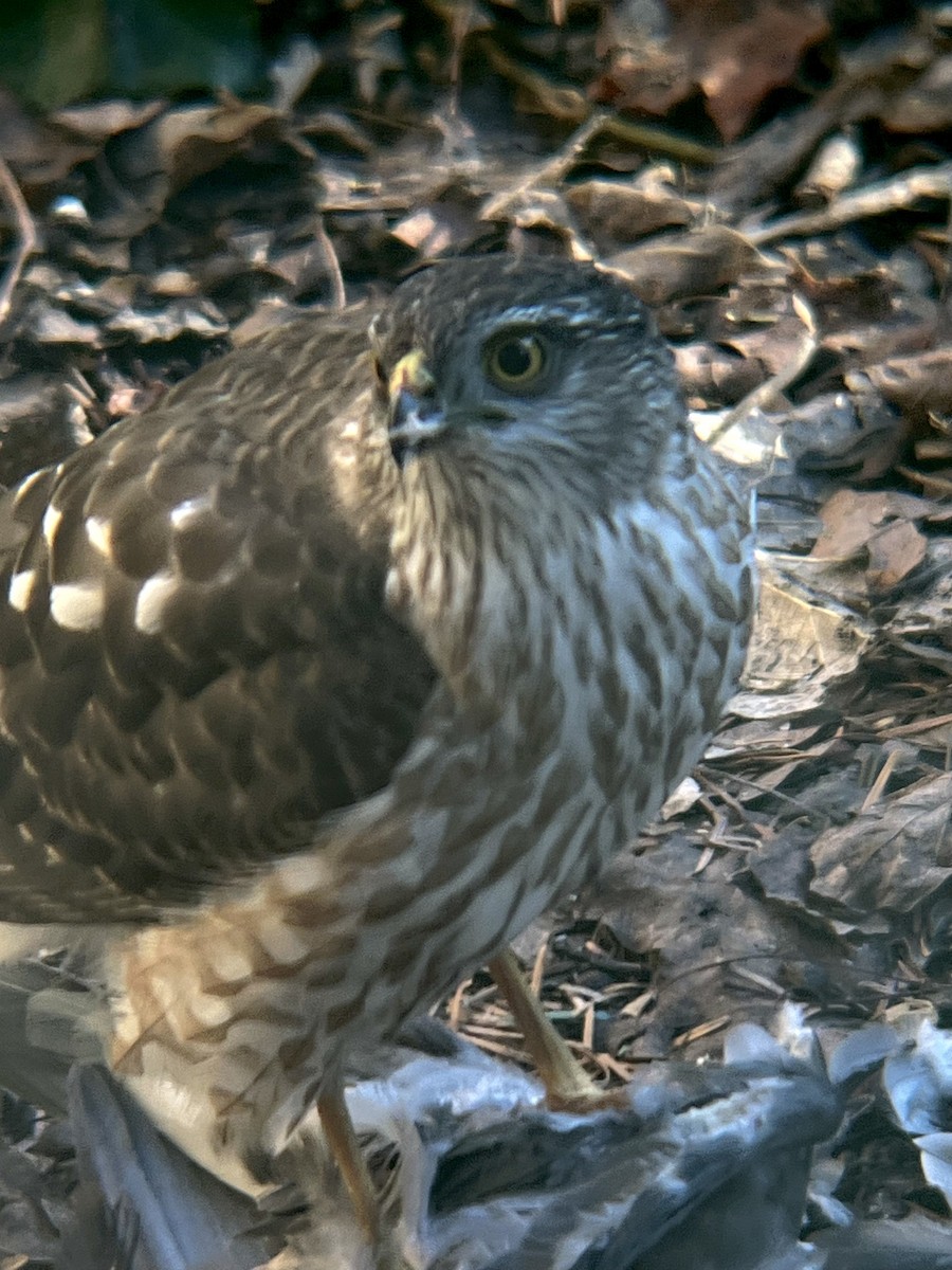 Sharp-shinned Hawk - ML615132785