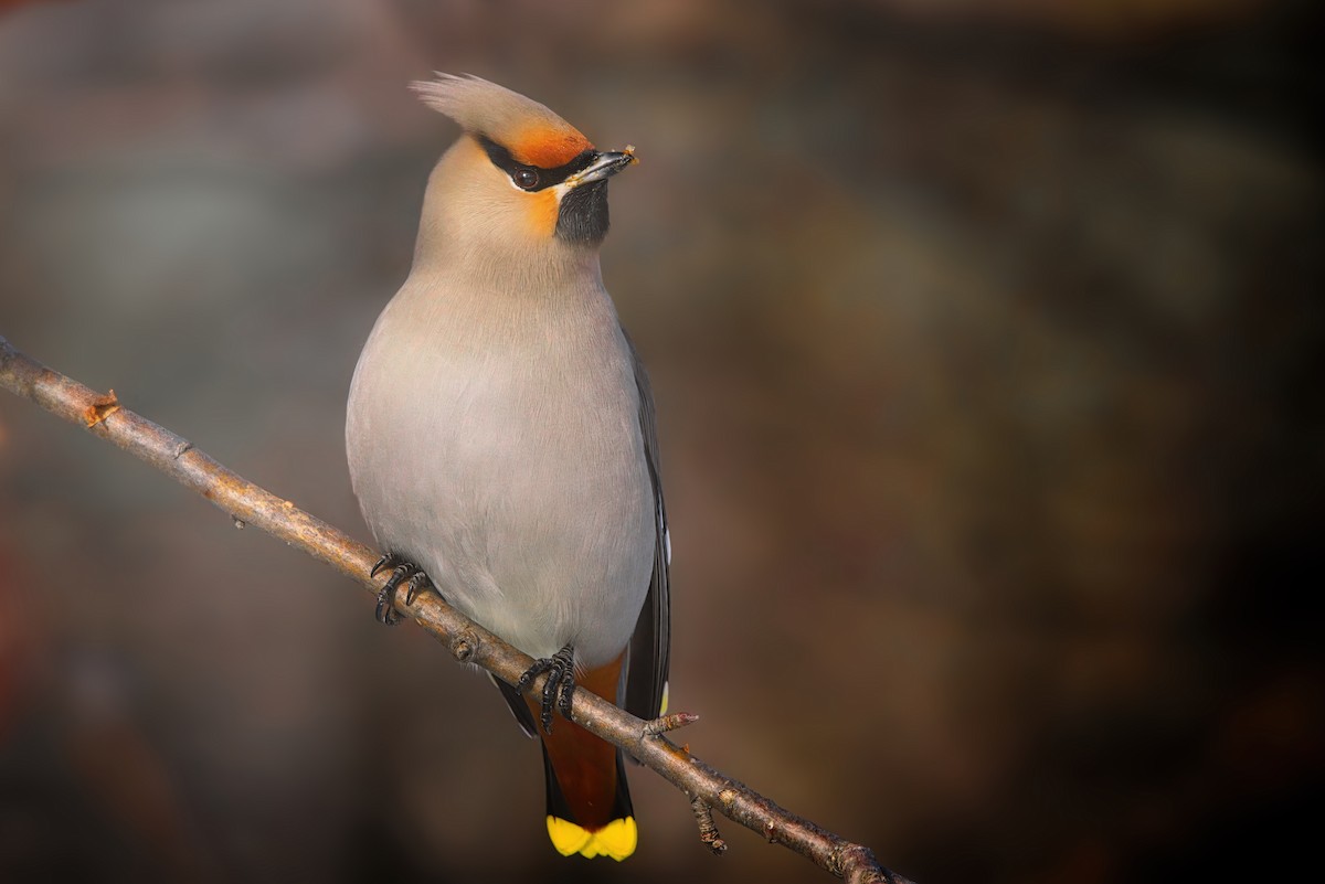 Bohemian Waxwing - ML615132845