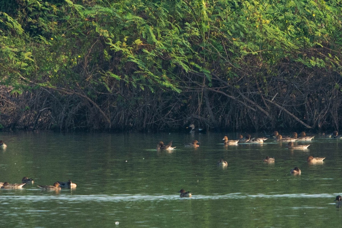 Indian Spot-billed Duck - Jirawut Jannoi