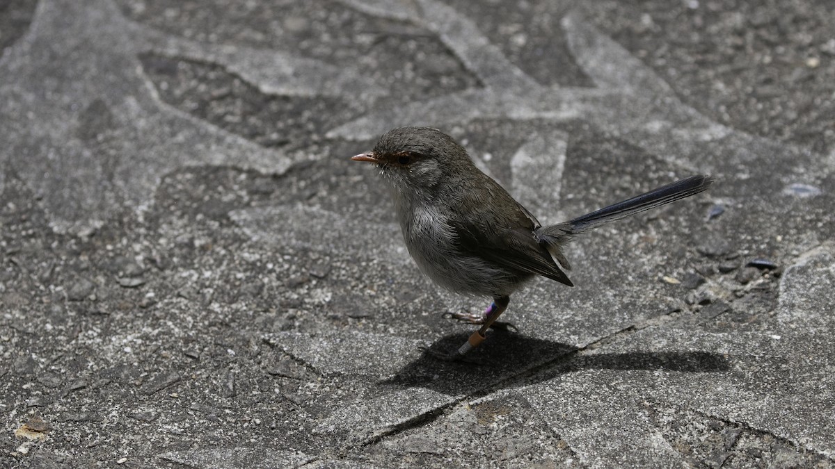 Superb Fairywren - ML615132854