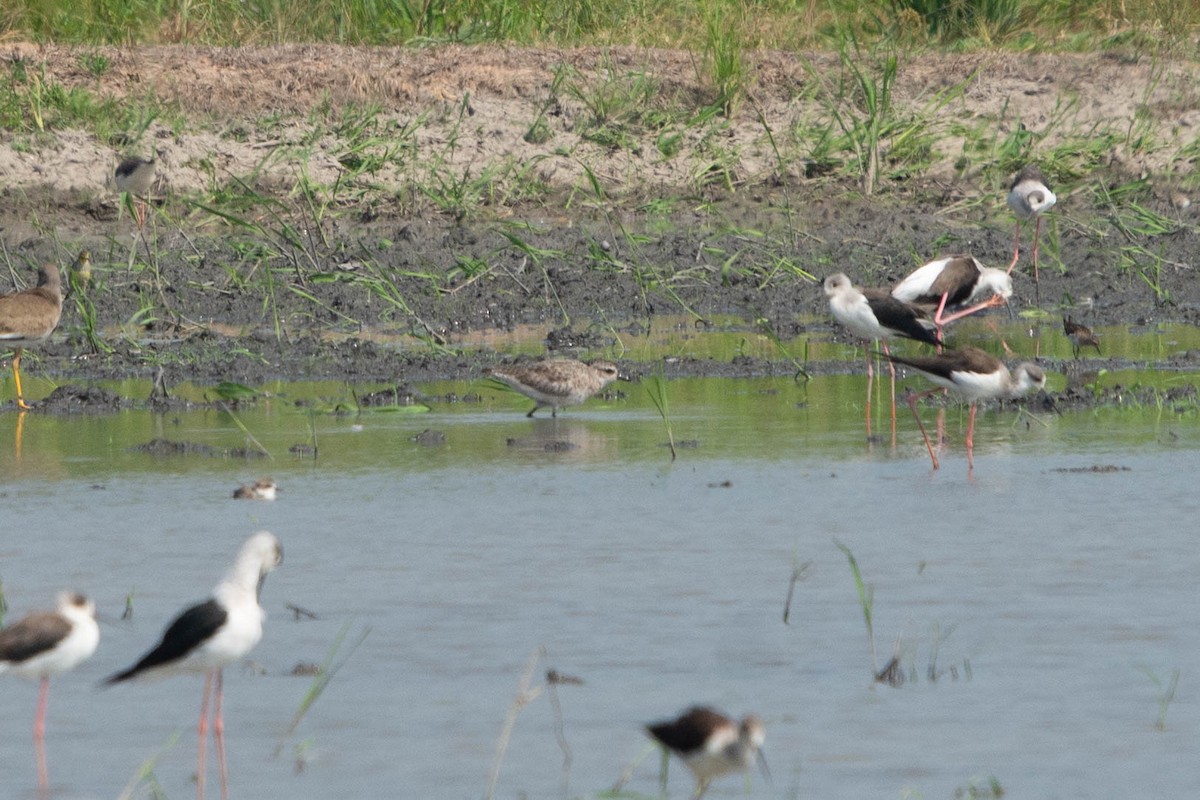 Black-bellied Plover - Jirawut Jannoi