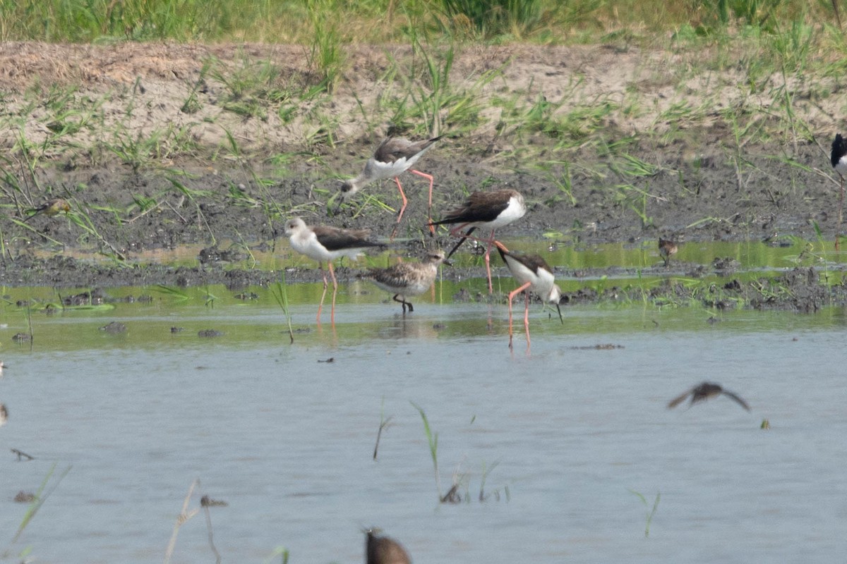 Black-bellied Plover - ML615132857