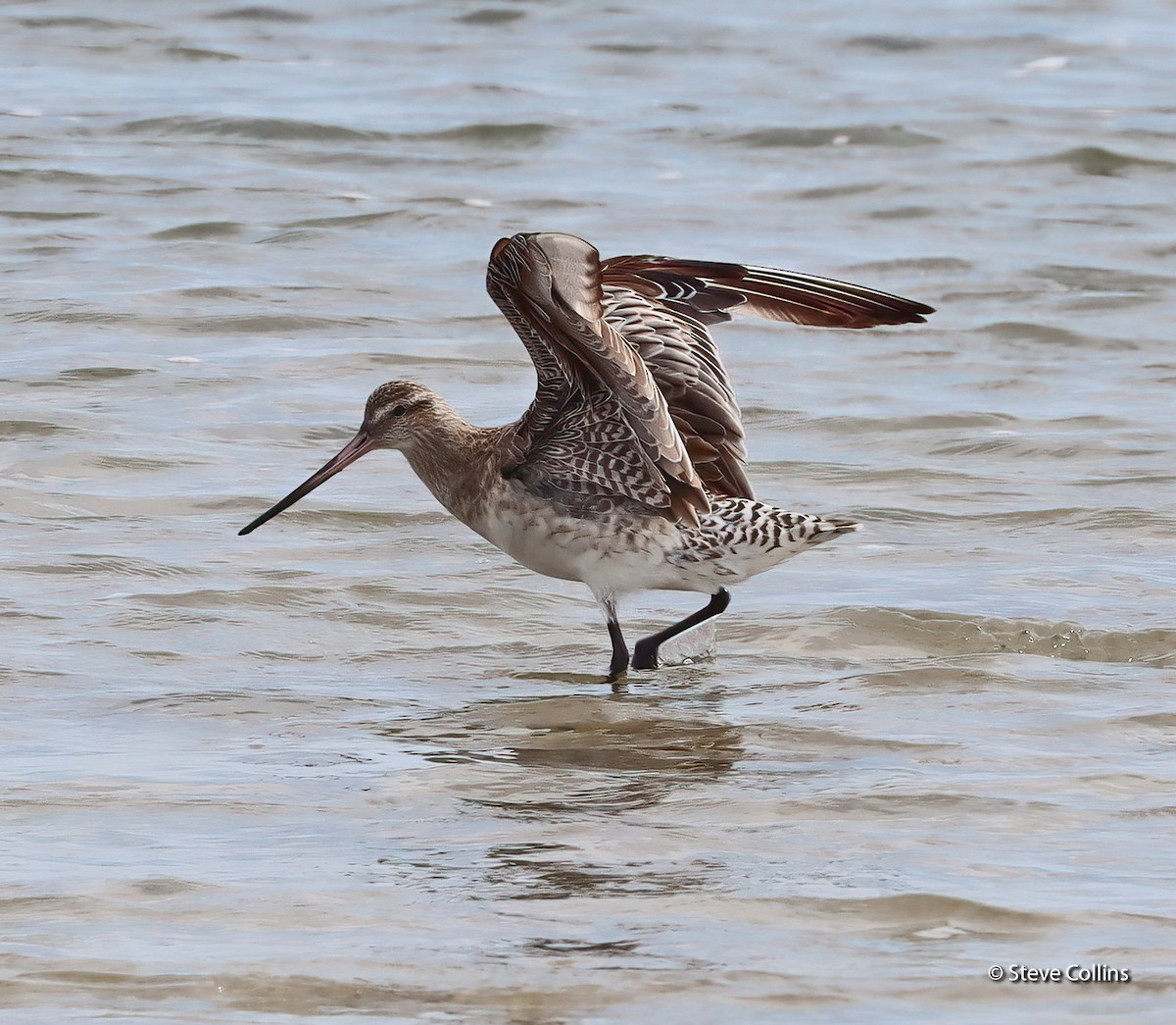 Bar-tailed Godwit (Siberian) - ML615132900